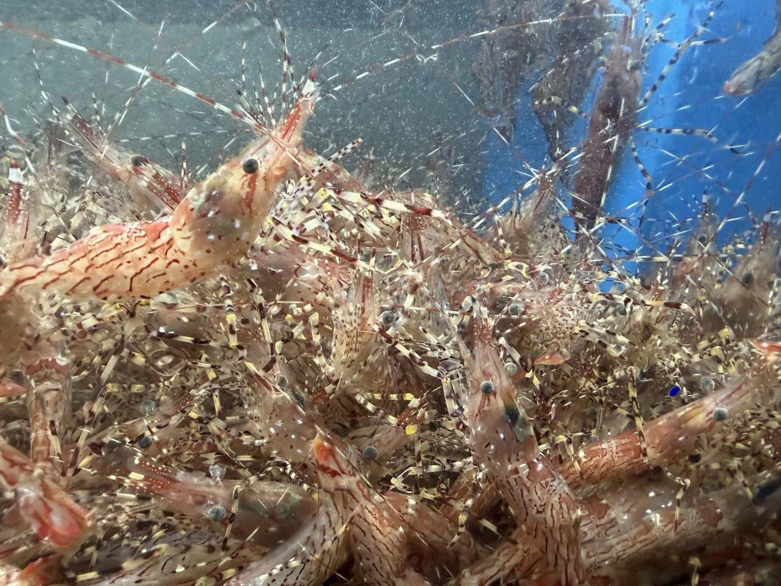Close-up of patterned live country shrimp in the 99 Ranch seafood department