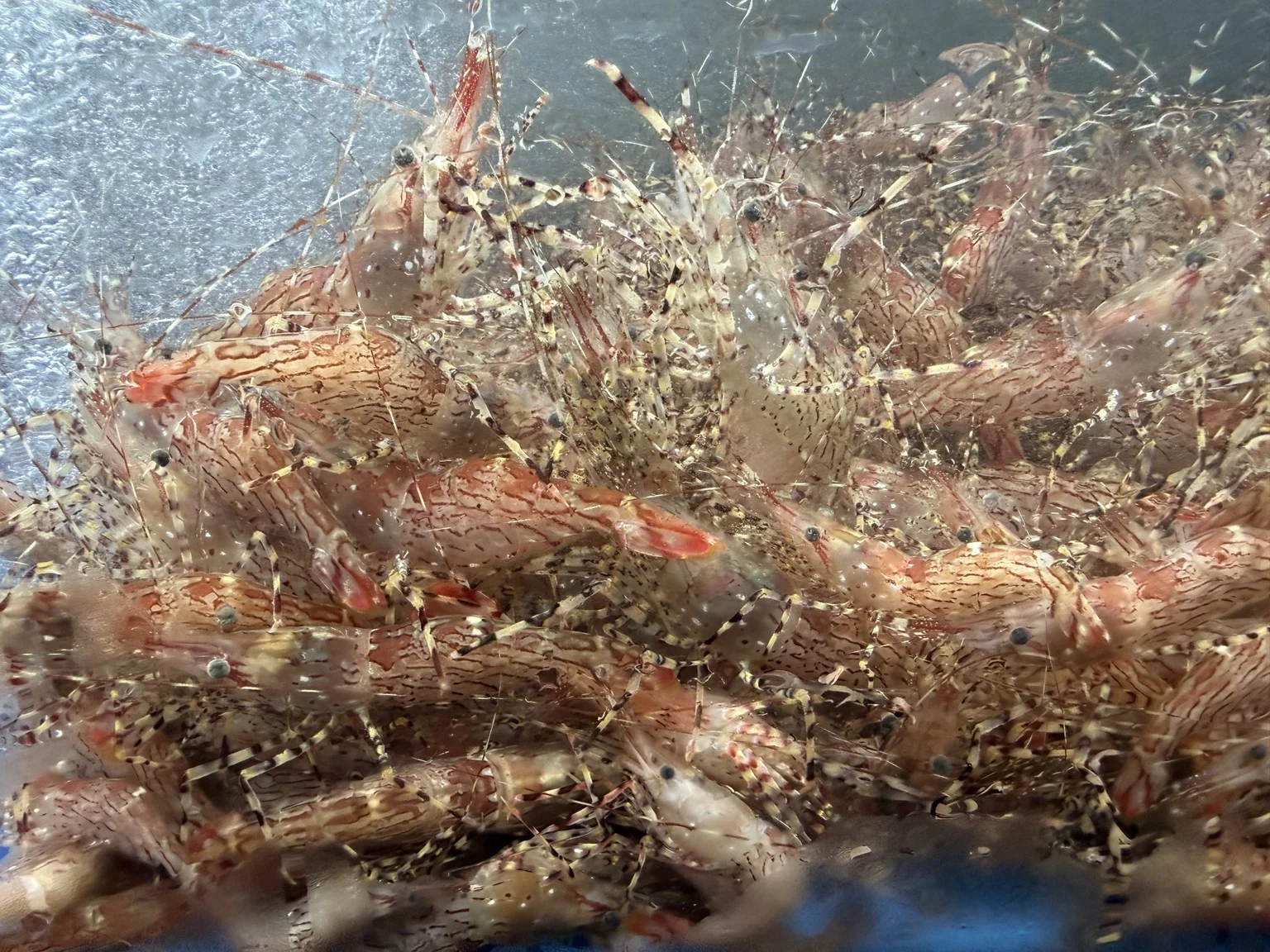 Live country shrimp piled together inside an aerated seafood tank