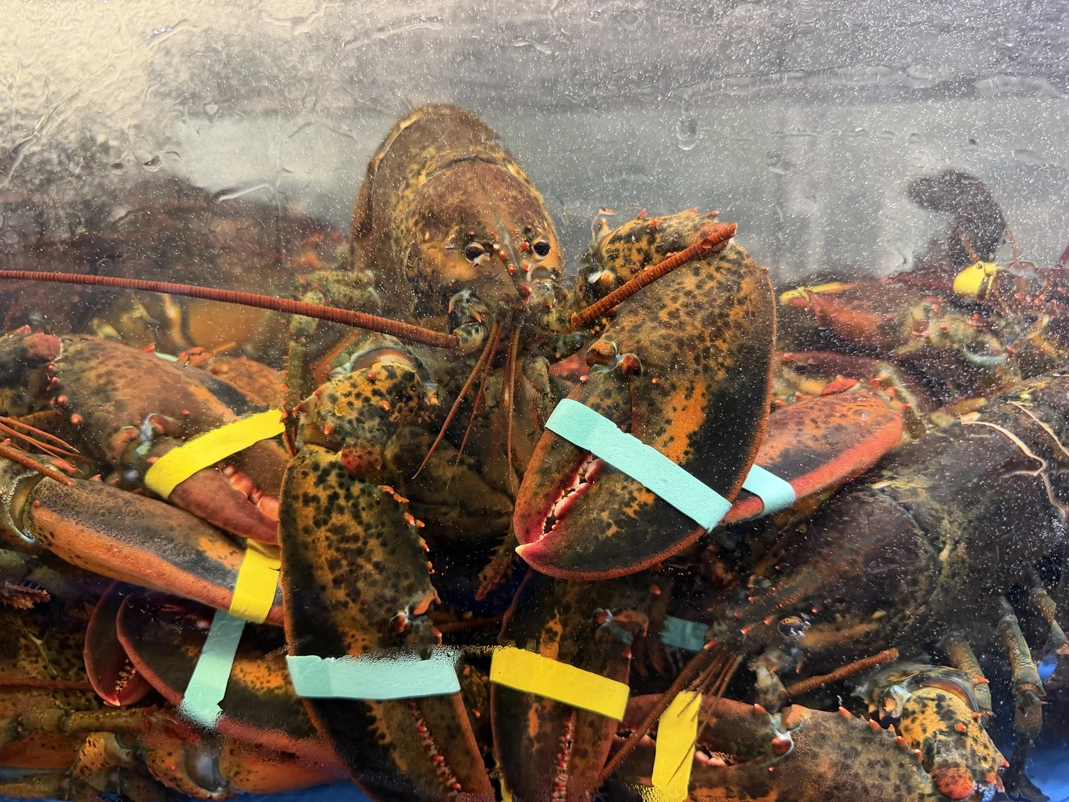 Live lobsters with colorful bands around their claws inside the store tank