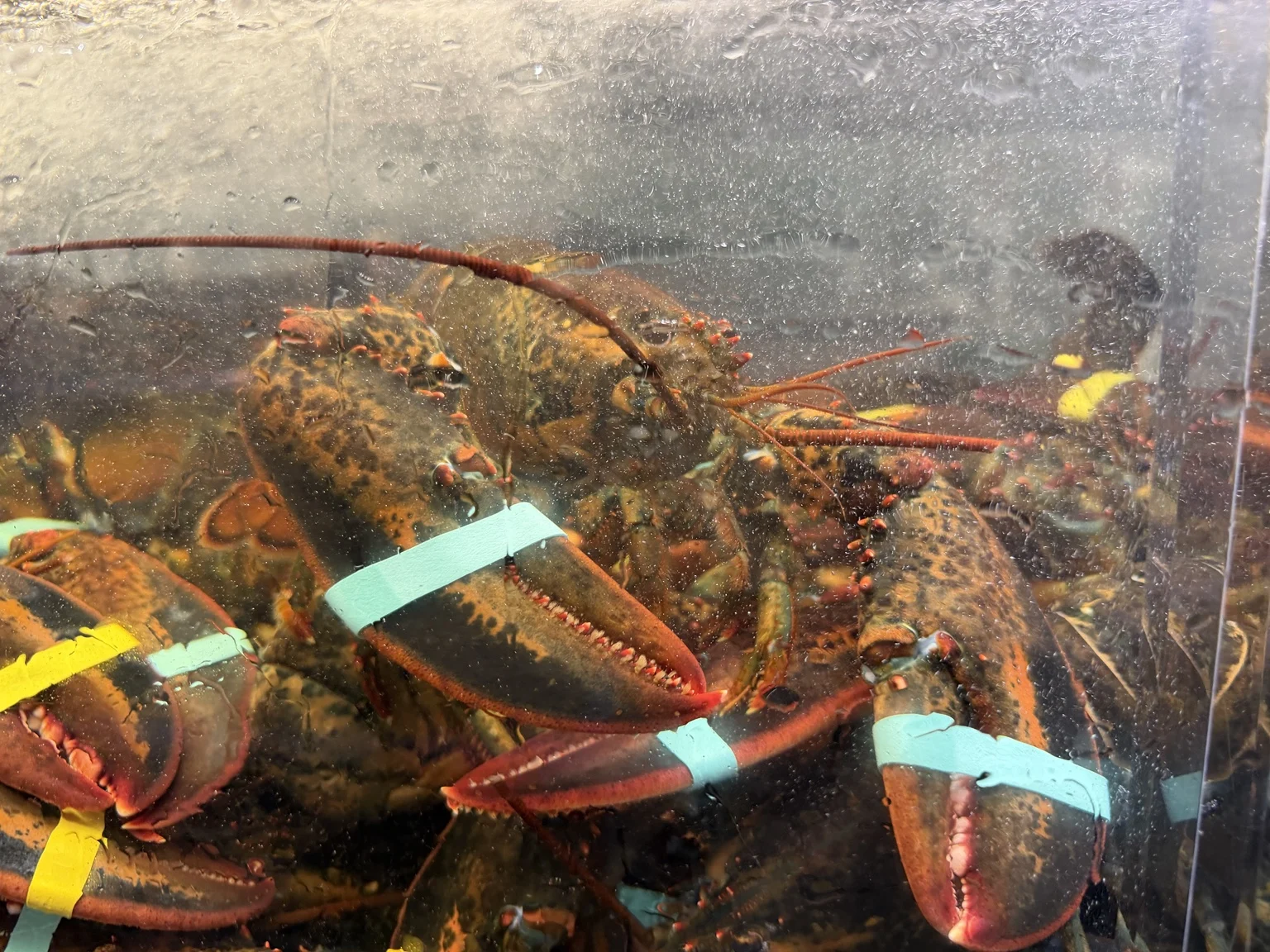 Several banded live lobsters resting together in the seafood tank