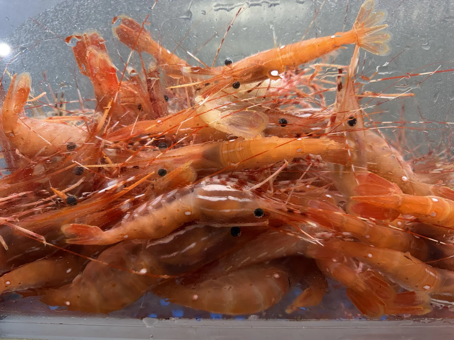 Close-up of bright orange live spot prawns swimming in a tank at 99 Ranch Market