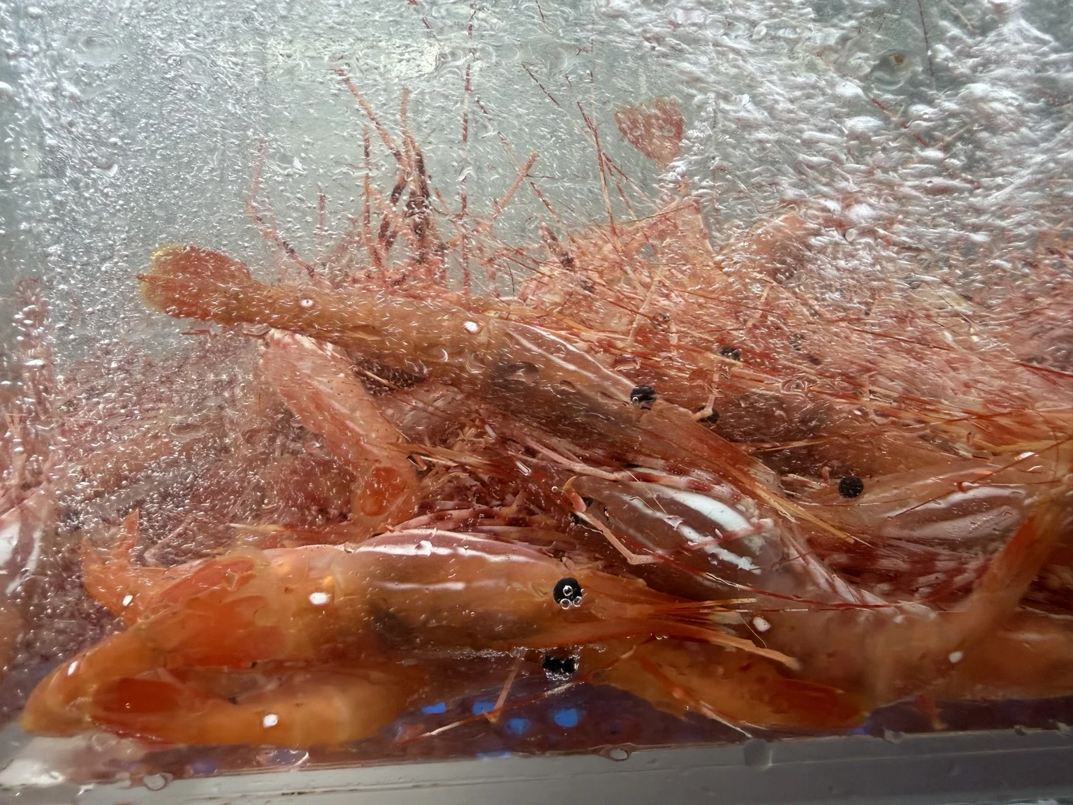 Live spot prawns crowded together behind the wet glass of a seafood tank