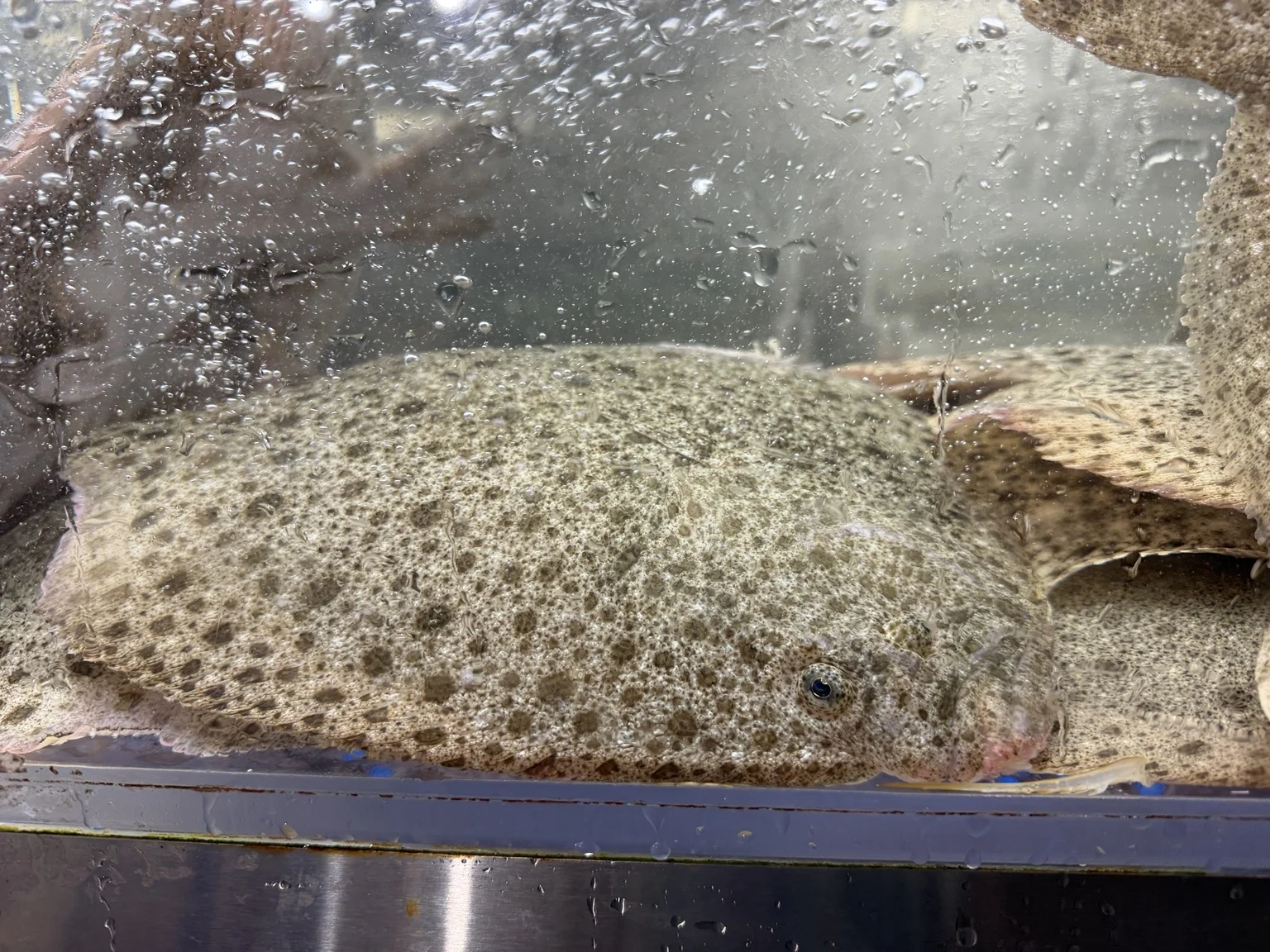 Close-up of a spotted live turbot resting at the bottom of the tank