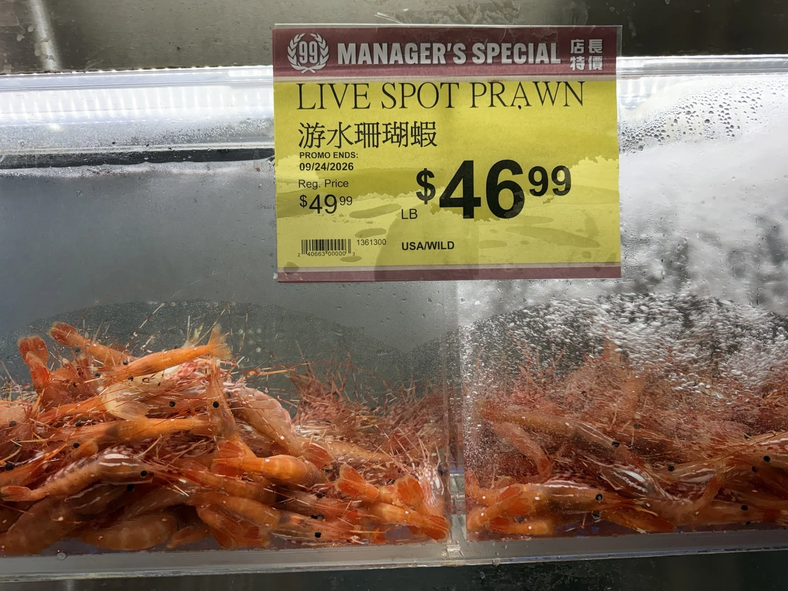 Live spot prawns in a 99 Ranch Market seafood tank beneath a sign showing a sale price of $46.99 per pound