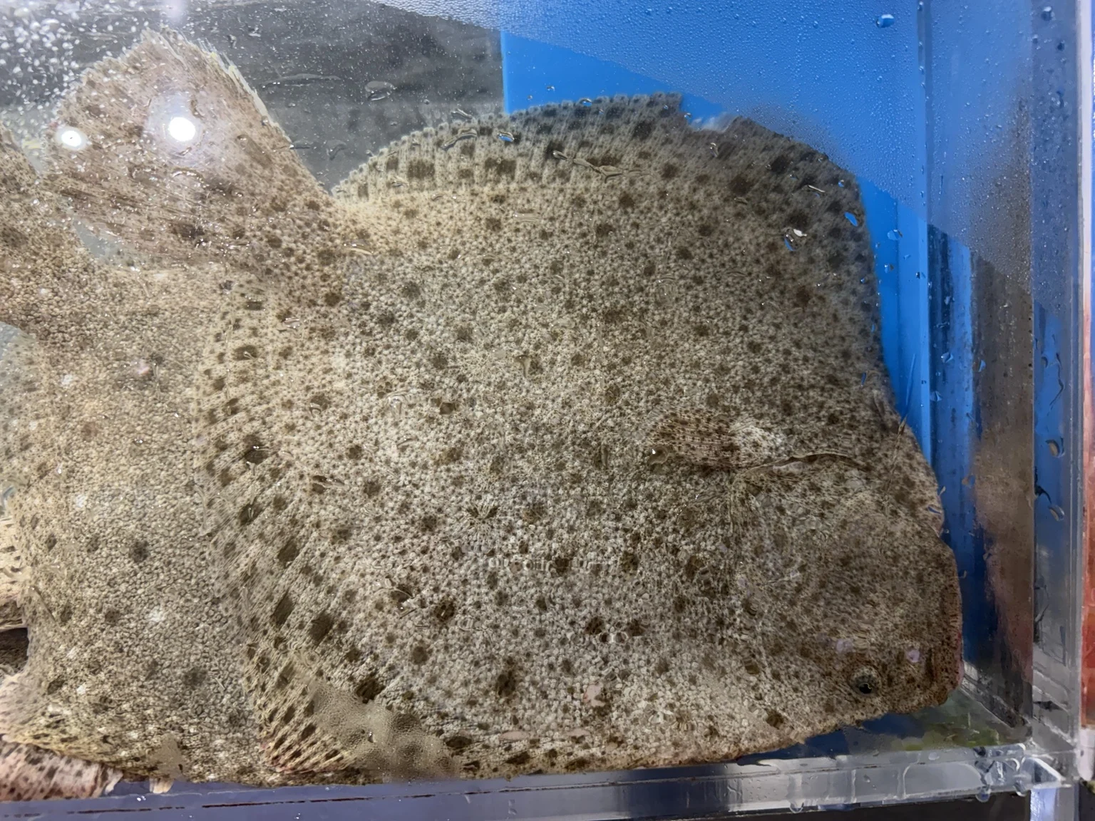 Large flat live turbot resting together inside a blue seafood tank