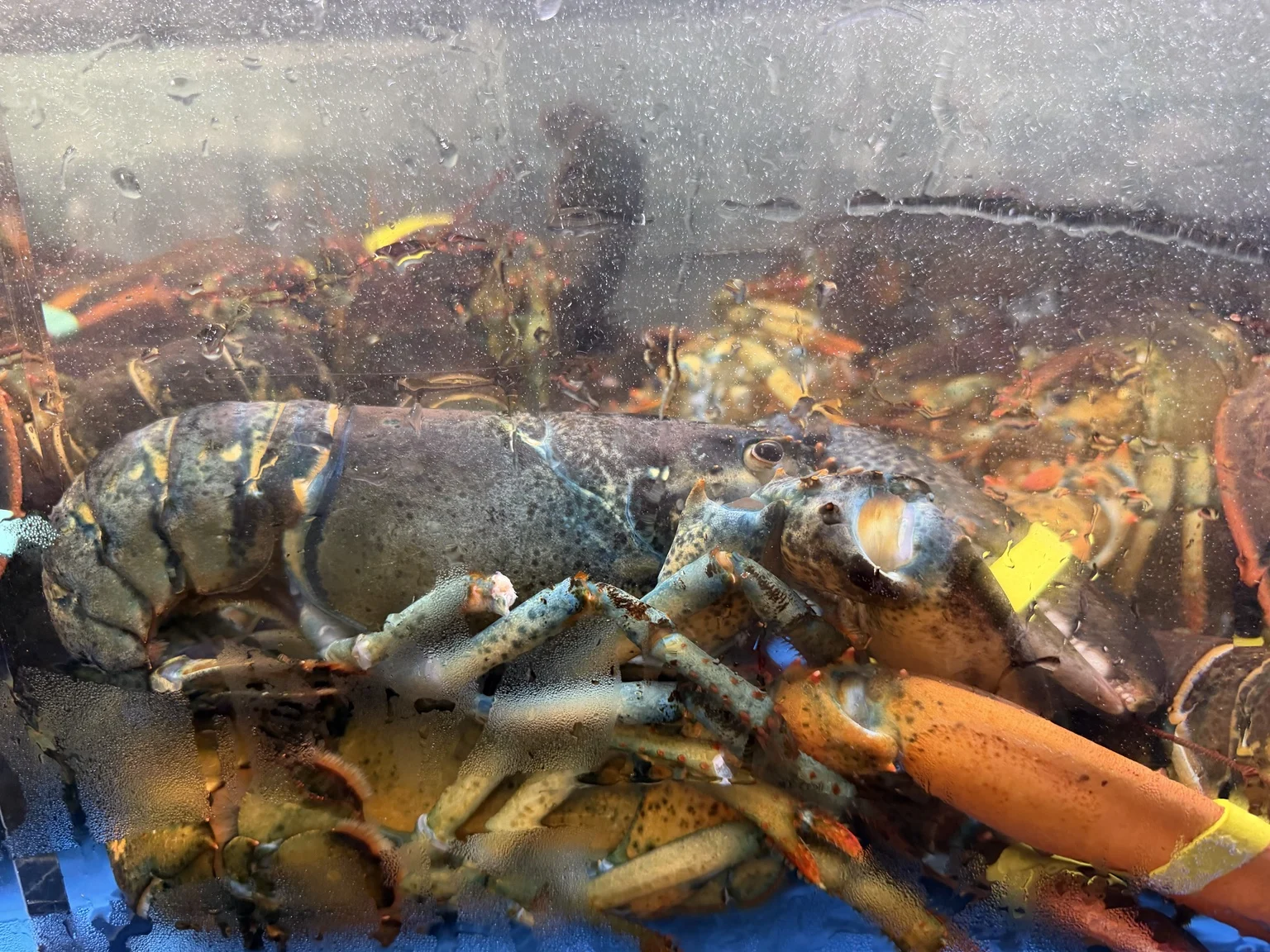 Close-up of a live lobster with blue and orange claws behind the glass